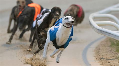 Free greyhound racing tips and selections for latest  .